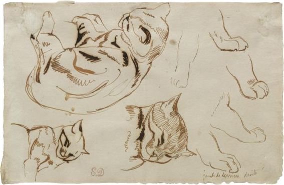 Sheet Of Studies Of A Sleeping Cat